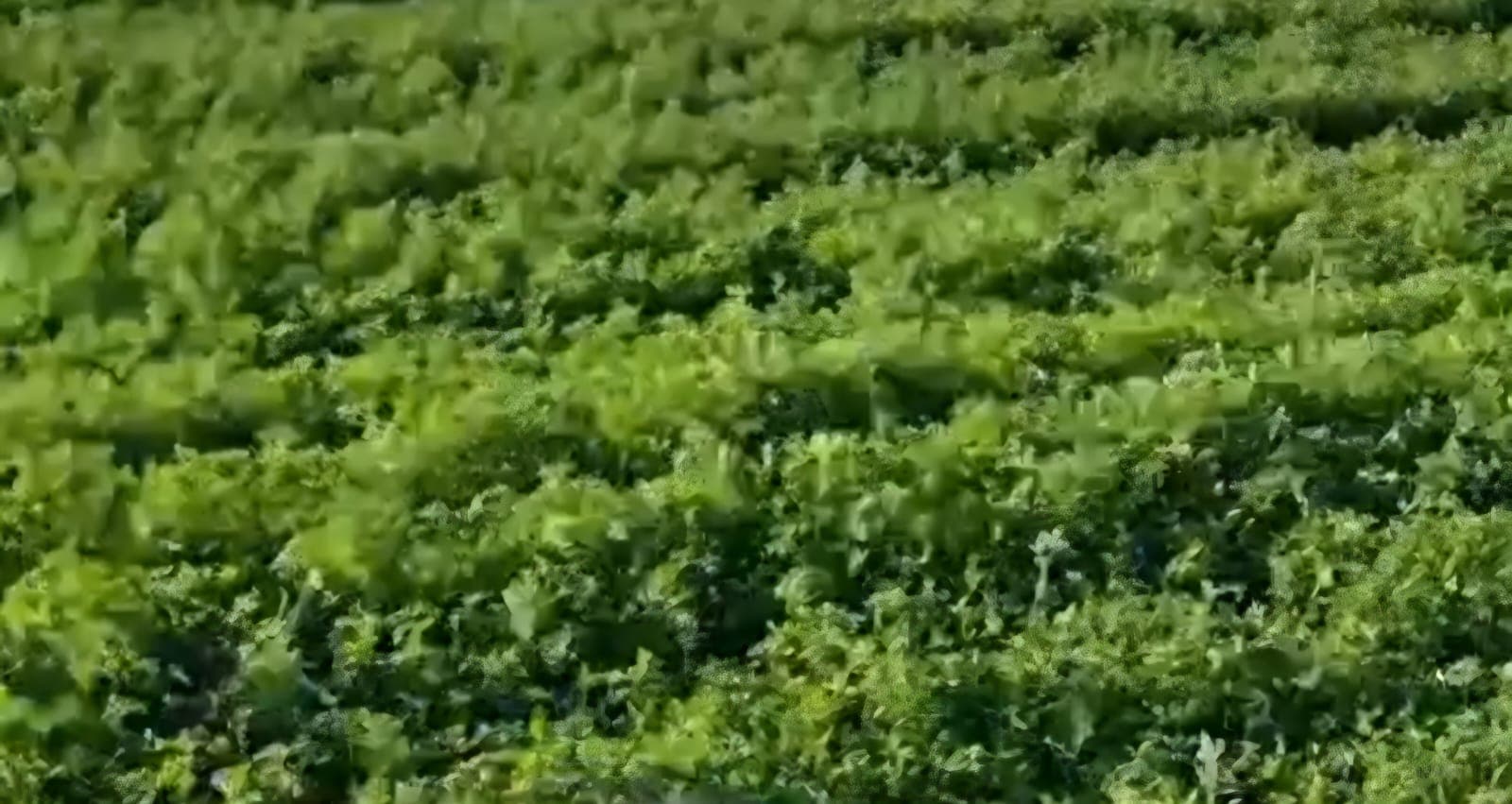 Medicinal crop farming at Witklip Farm driven by innovation and growth